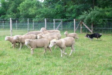 arwen border collie herding